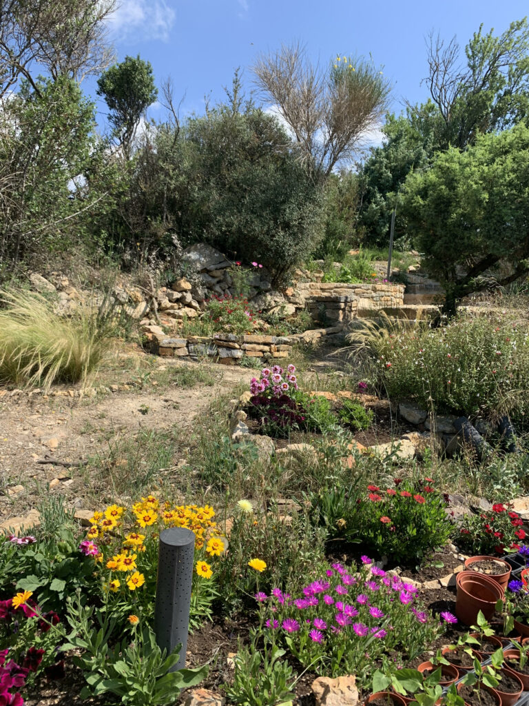 Le petit jardin tinctorial de Lexie, fleuri