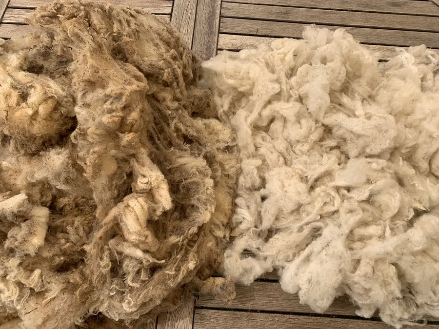 Laine brute des moutons du berger d'Albas, en toison sur une table en bois