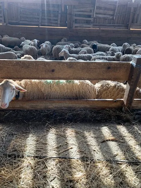 Brebis dans la bergerie d'Albas, dans les Corbières