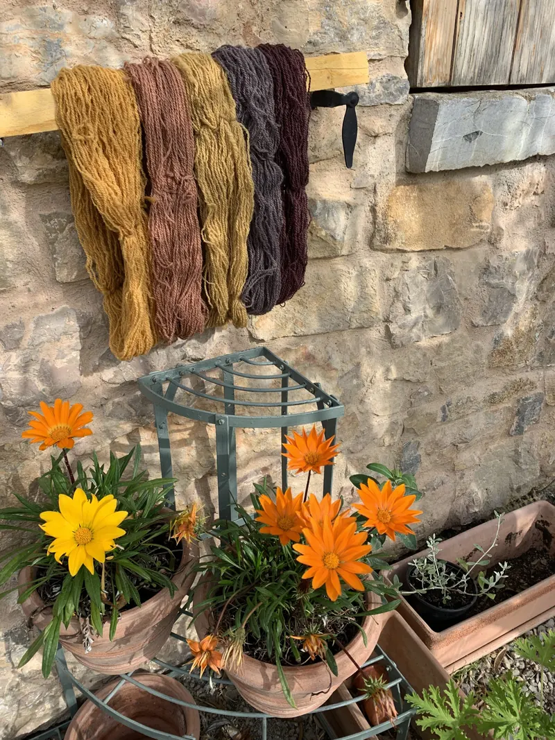 Écheveaux teints aux plantes séchant devant l'atelier